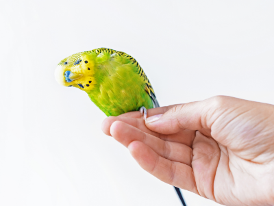 知られざる鳥の痛風・高尿酸血症のアイキャッチ画像